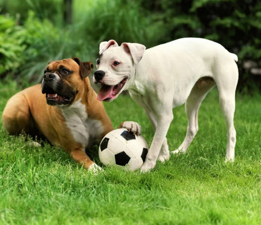 🐾 The Power of Play for Dogs