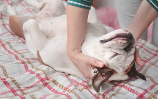 Image of a french bulldog snoozing while receiving a hand massage behind the ears