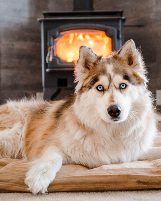 🐾 How to Calm an Anxious Dog Naturally