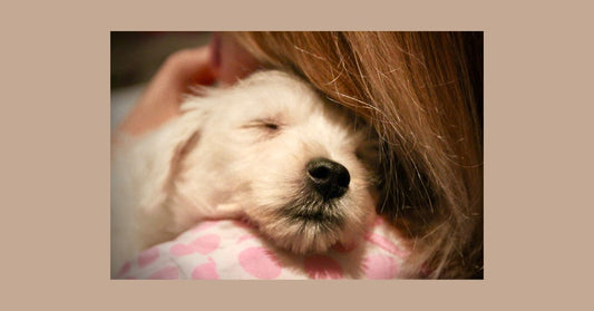 🛋️ Wind Down Like a Pup Parent Pro