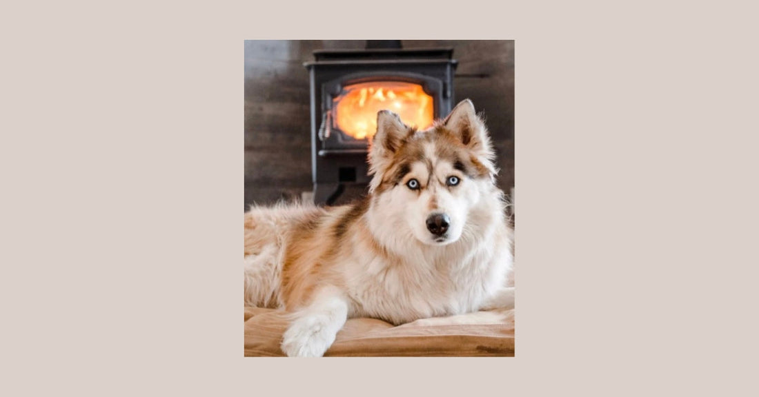 🌿 How to Calm an Anxious Dog Naturally