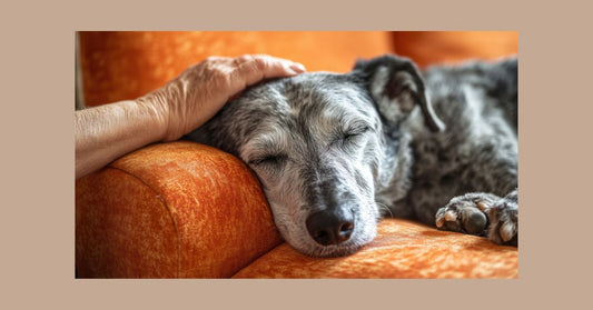 🌿 Calm Dog Living Guide (Start Here)