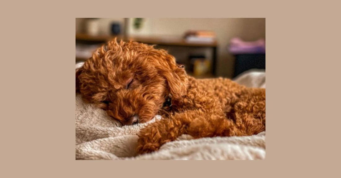 🌙 5 Gentle Ways to Calm Your Dog Before Bedtime