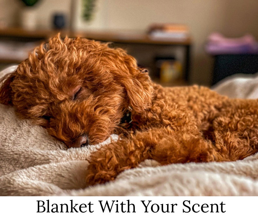 Dog relaxing before bed as part of their bedtime routine. Dog peacefully sleeping while snuggling his owners scented blanket.