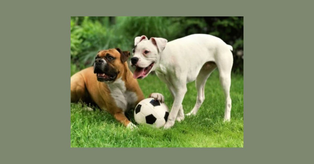 🎾 Why Play Is Essential for a Happy, Healthy Dog