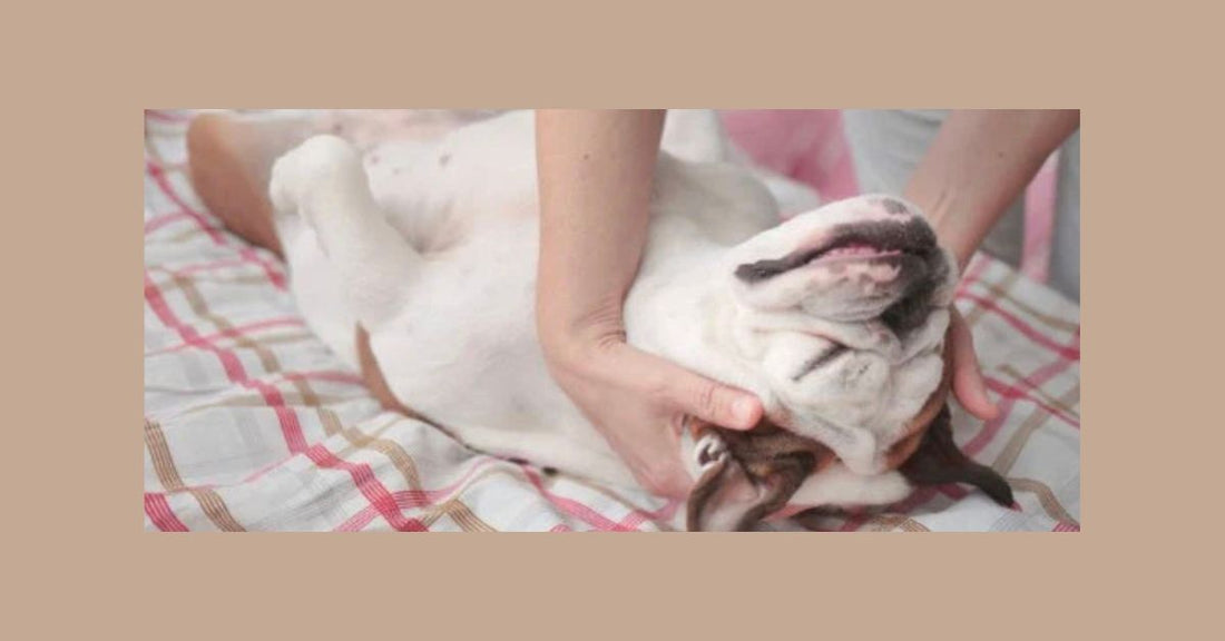 🌙 The Perfect Dog Bedtime Routine