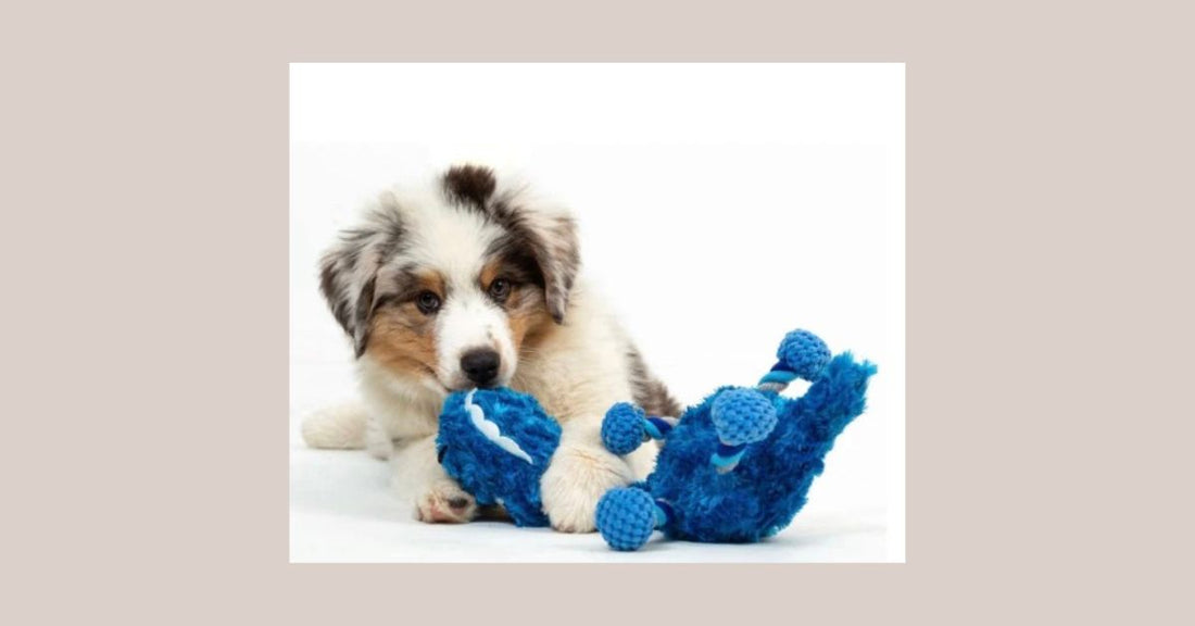 🧩 7 Easy Ways to Entertain Your Dog Indoors